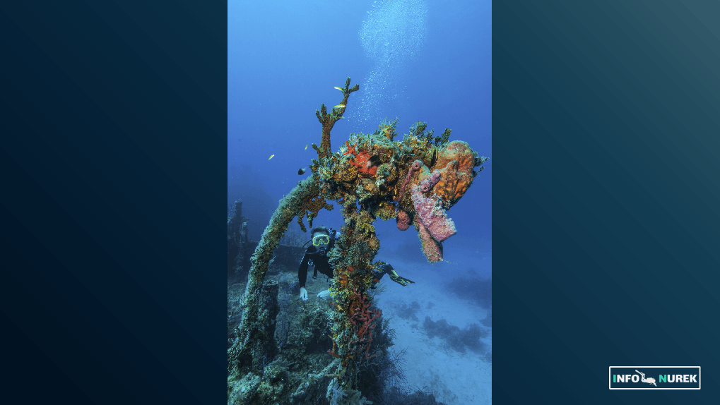 Ekologia i ochrona środowiska: Jak nurkowie mogą chronić podwodny świat